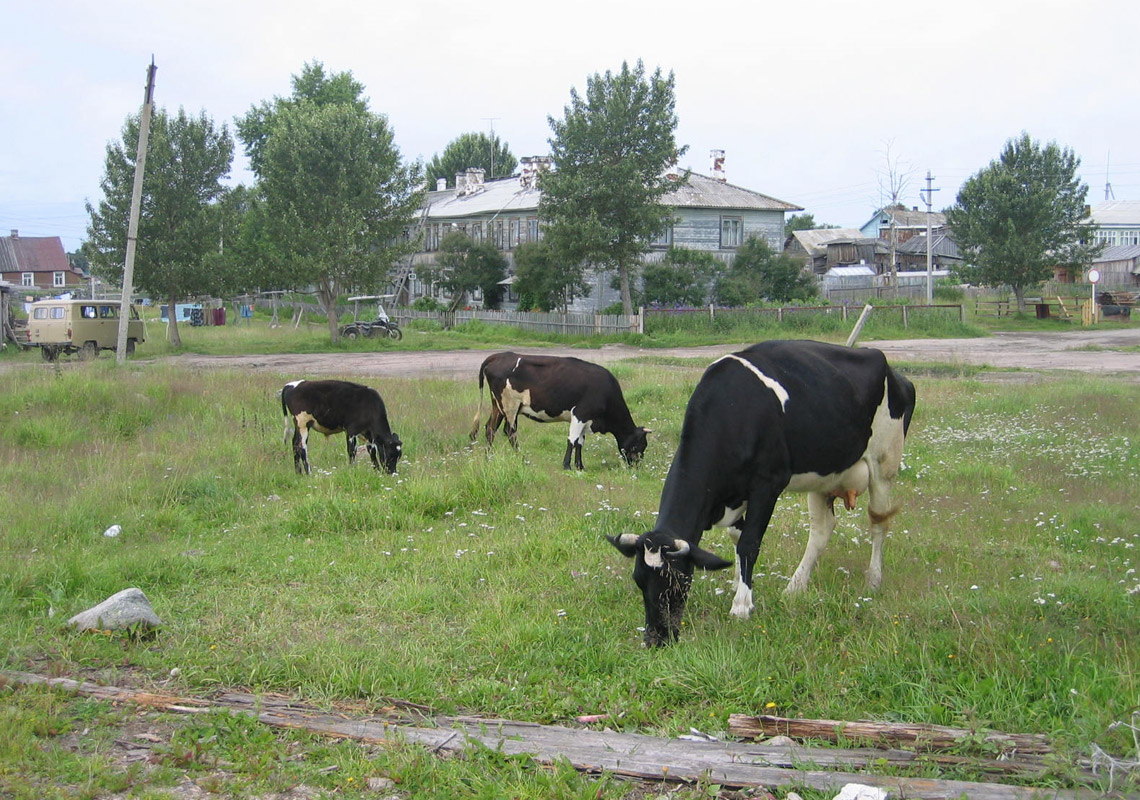 Коровы на Соловках.