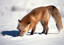 Лисица. Лиса. Fox