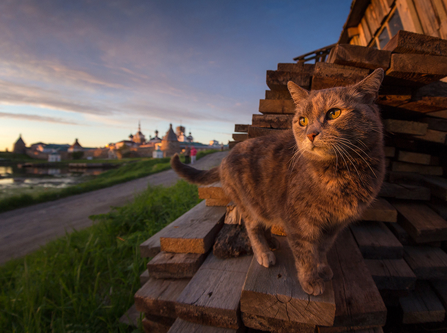 Соловецкий рыжий кот. Фото А.Бобрецова