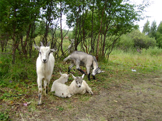 Стадо монашеских коз на острове Анзерский